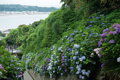 Hortensia Kamakura photo par Ozma Flickr opt